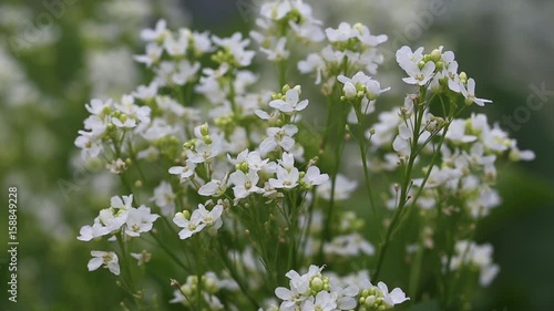 Horseradish flowers moved by wind