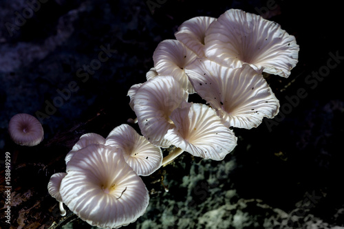 White mushrooms on wood in the rain forest