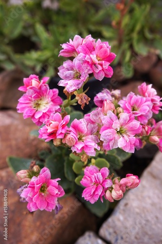 pink Kalanchoe blossfeldiana flower in nature garden
