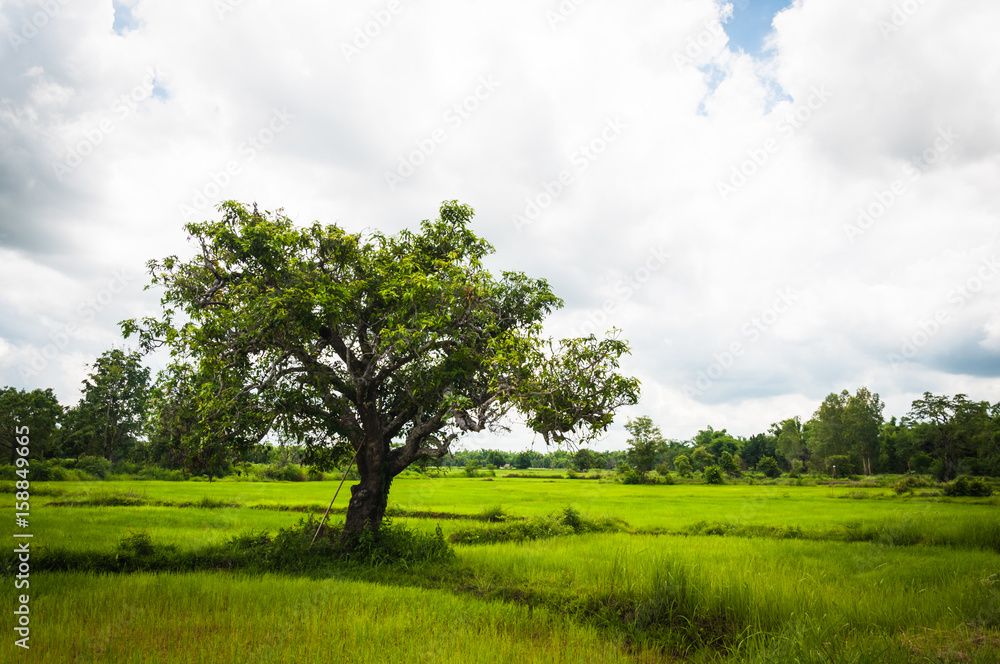 Fototapeta premium One tree in rice farm filed of Thailand