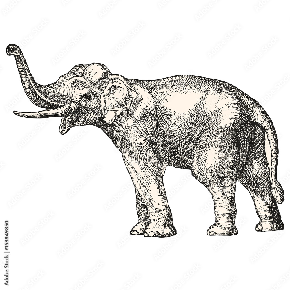 Fototapeta premium Ilustracja wektorowa słoń