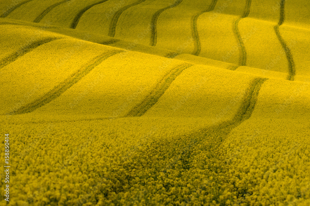 Wavy yellow rapeseed field with stripes and wavy abstract landscape pattern. Corduroy summer rural landscape in yellow tones. Yellow moravian undulating fields of crops. Yellow Background texture.