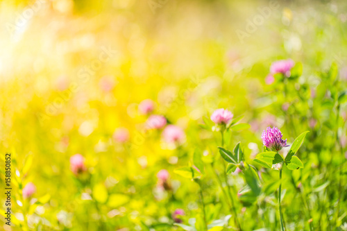 Beautiful nature background. Natural view spring summer flower blooming in the garden green grass background. Sunny day zen garden colorful nature background