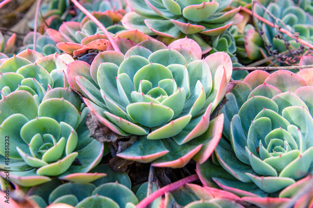 succulent plant closeup succulent plant closeup