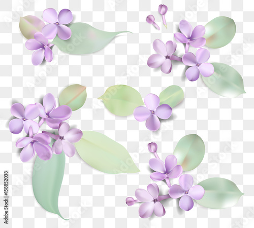 Pastel background with lilac flowers.