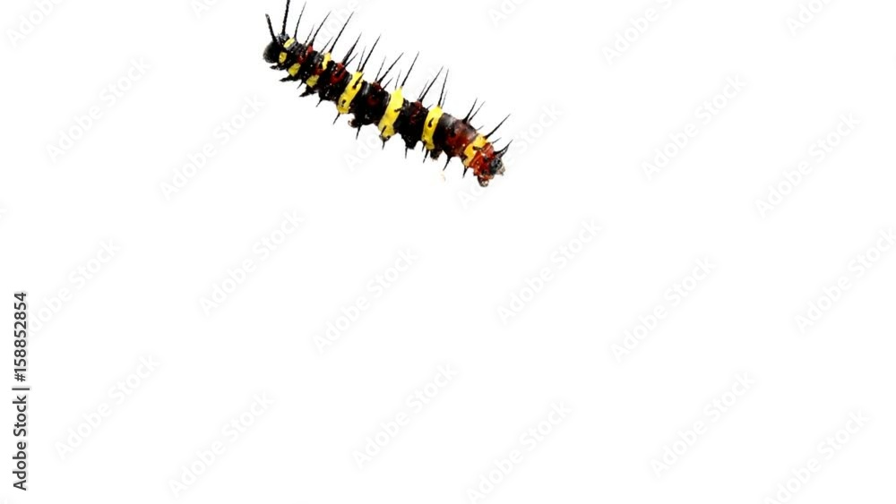 Tiger to butterfly worm isolated on white background. Tiger to butterfly worm isolated on white background.