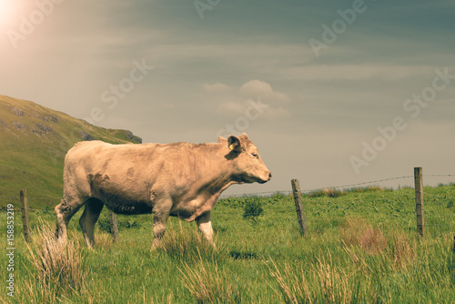 One grazing bull