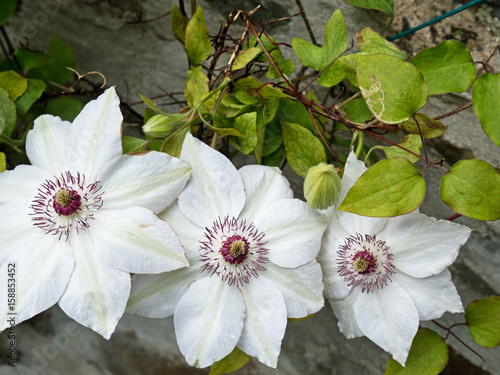 Photos Clematis flowers of the variety Miss Bateman in an English garden in early summe