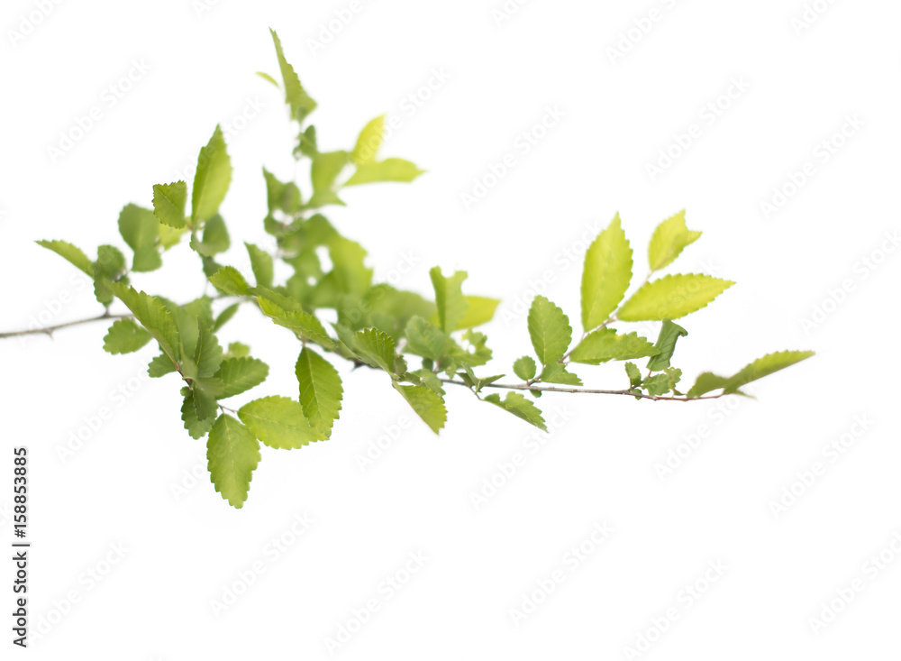 green leafs isolated on white background green leafs isolated on white background