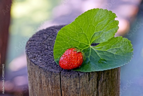 Красная ягода клубники на зелёном листке лежит на пне