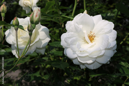Natur Pflanze Blüte Rose weiß02