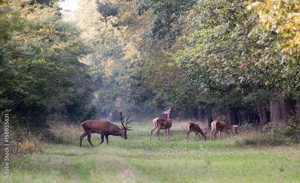 Fototapeta premium Red deer with hinds in forest