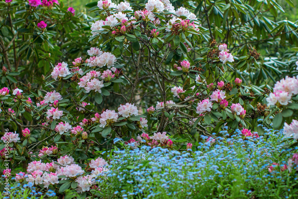 Blooming rhododendron bushes Blooming rhododendron bushes