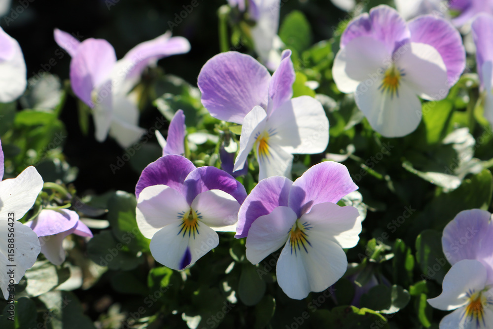 Natur Pflanze Blüte Veilchen blauweiß Natur Pflanze Blüte Veilchen blauweiß
