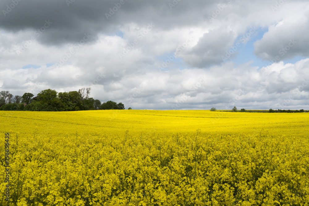 Rapsfeld Rapsfeld