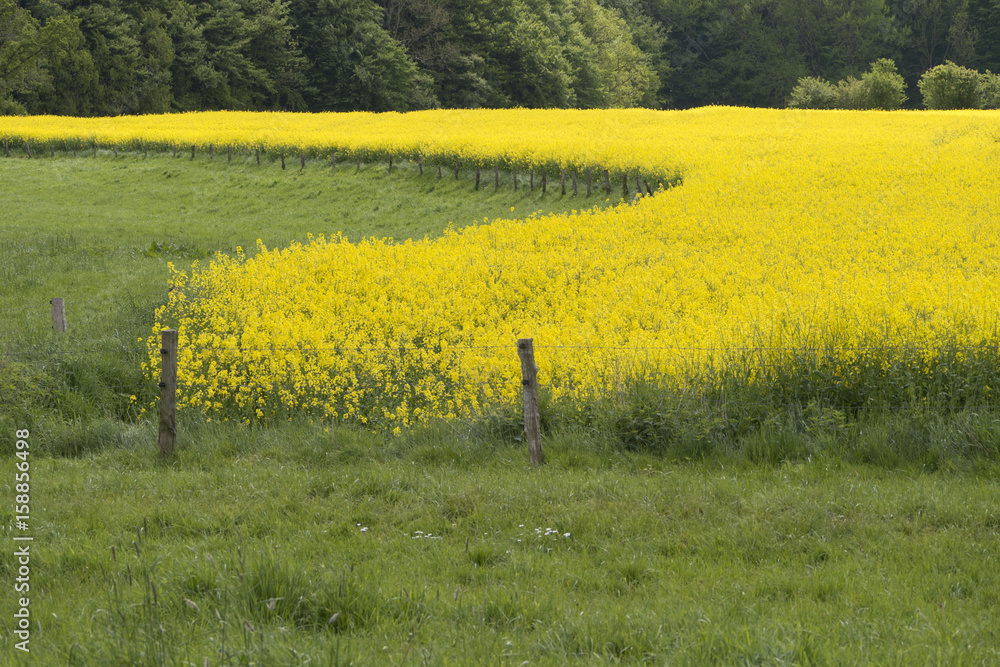 Naklejka premium Rapsfeld