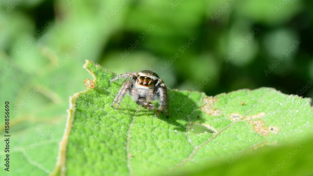 Close up of jumping spider on leaves. Close up of jumping spider on leaves.