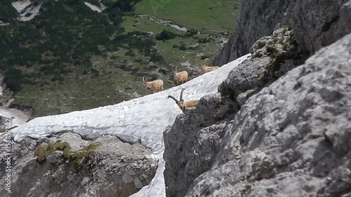 group of shy mountain goats on a rocky slope photo