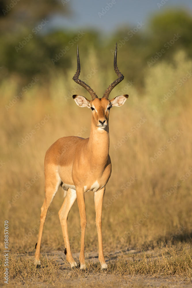 Impala Ram, Botswana Impala Ram, Botswana