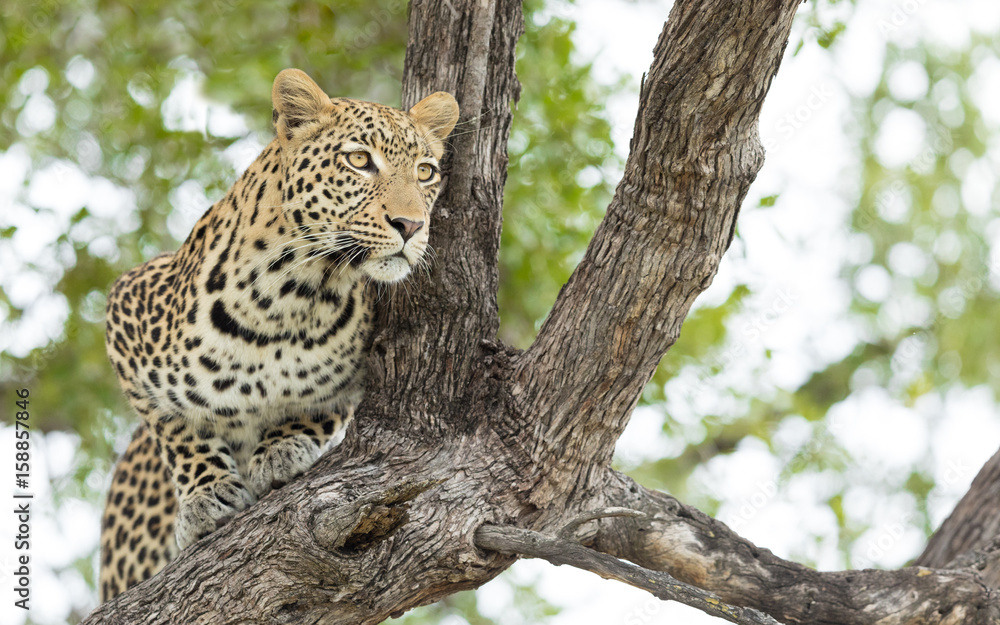 Naklejka premium Young male Leopard, Botswana