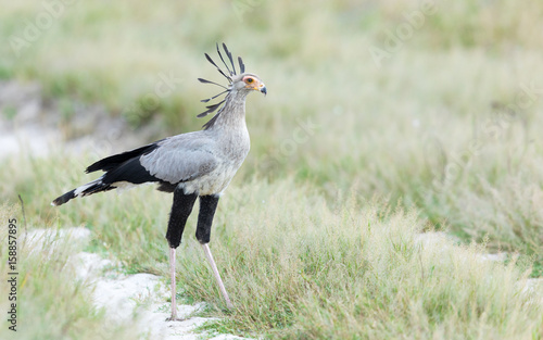 Secretary Bird, Savuti, Botswana