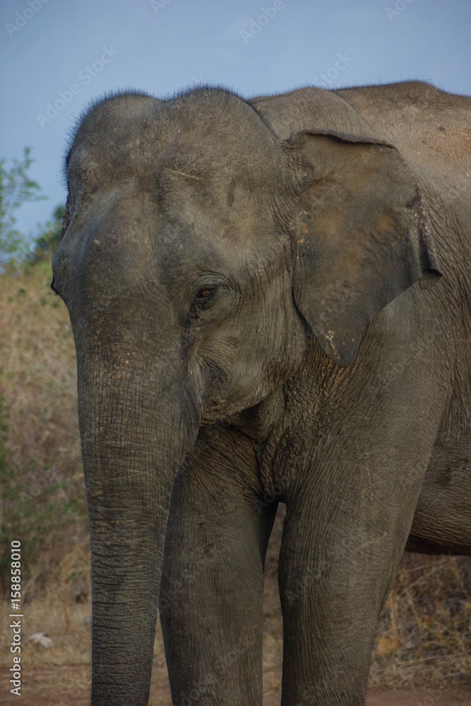 Obraz premium elephant