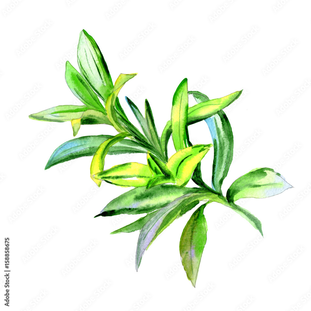 Tropical Hawaii leaves palm tree in a watercolor style isolated. Tropical Hawaii leaves palm tree in a watercolor style isolated.