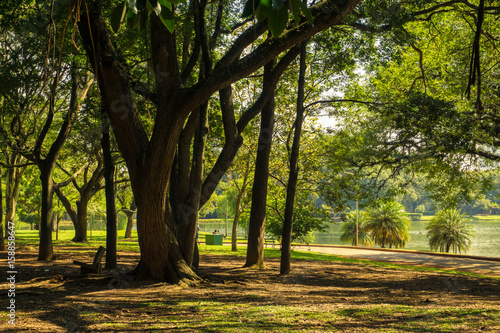 Relaxing after walking in Ibirapuera Park, Sao Paulo, Brazil.
