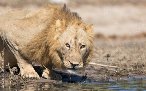 Male Lion  Botswana