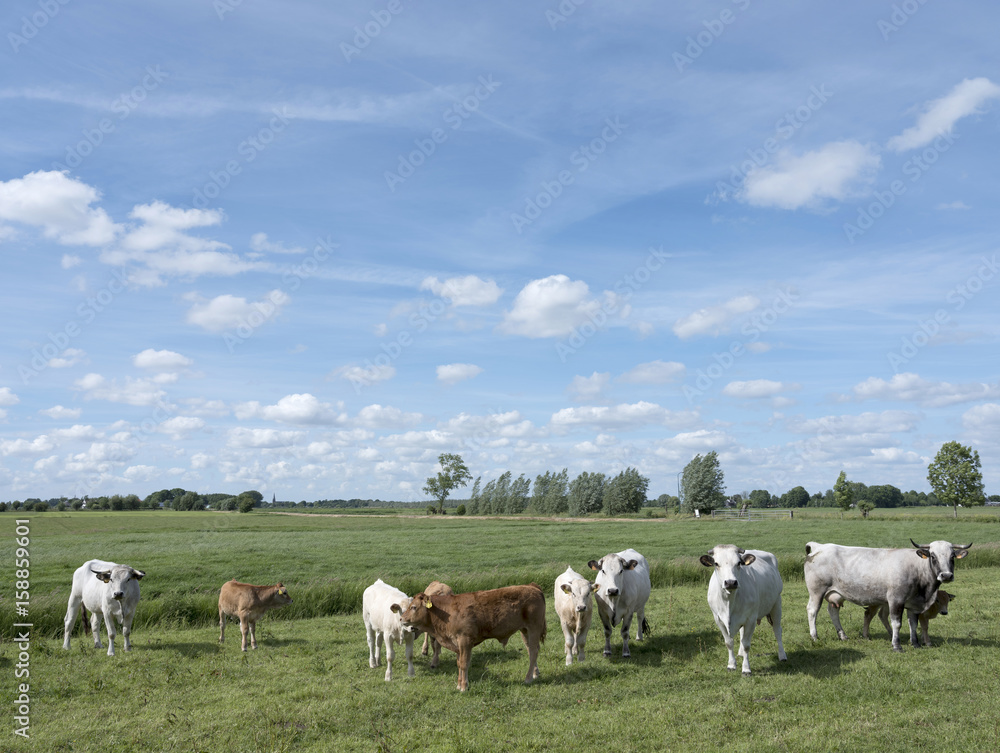 gasconne cows and calves in green meadow near amsterdam in holland