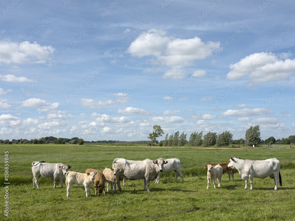 gasconne cows and calves in green meadow near amsterdam in holland