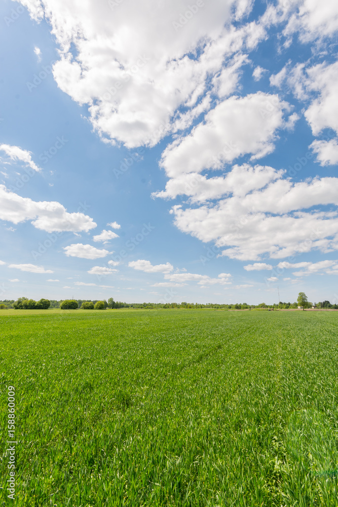 Green meadow under blue sky with clouds. Nature landscape.