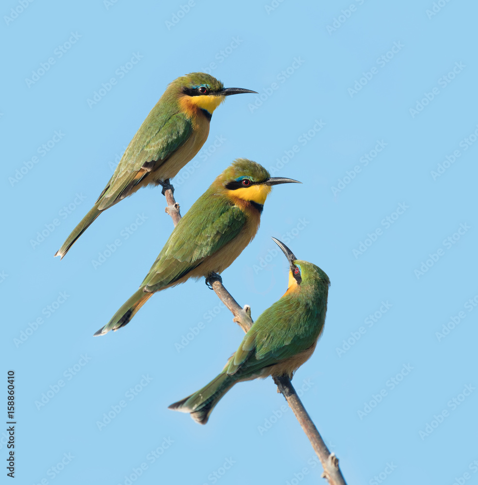 Three Little Bee eaters, Botswana Three Little Bee eaters, Botswana