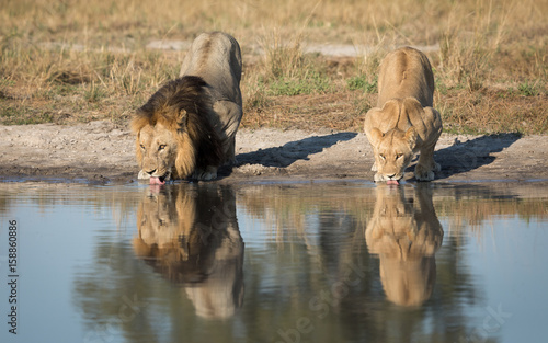 Fototapeta Naklejka Na Ścianę i Meble -  Male and Female Lions drinking, Savuti, Botswana