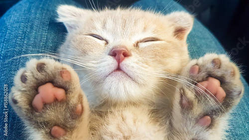Kedi
