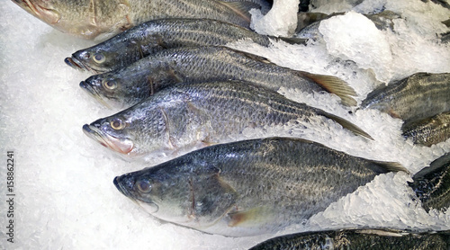 Group of Silver Perch or White Perch on Ice