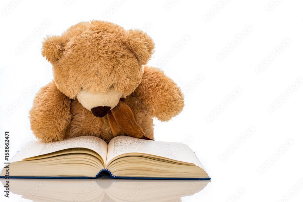 Teddy Bear reading a book with white background and copy space. Teddy Bear reading a book with white background and copy space.