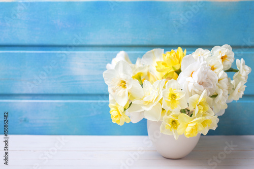 Tender colorful spring  narcissus or daffodils  flowers against blue wooden background.
