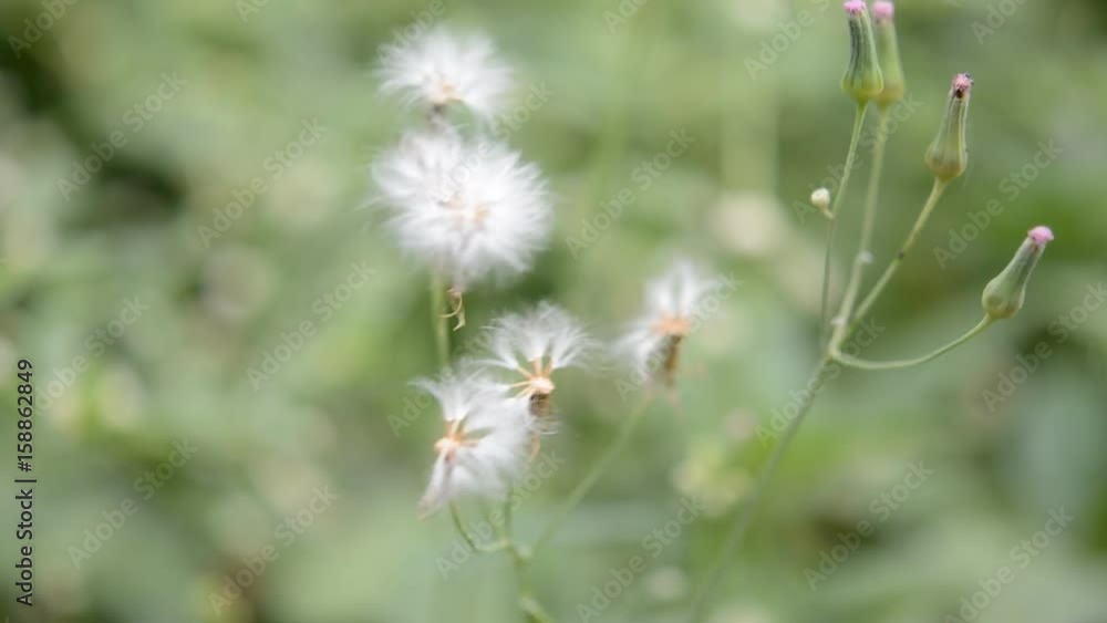 little flowers shaking with the wind. little flowers shaking with the wind.
