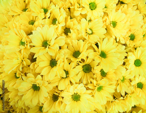 bouquet ofof yellow chrysanthemums photo