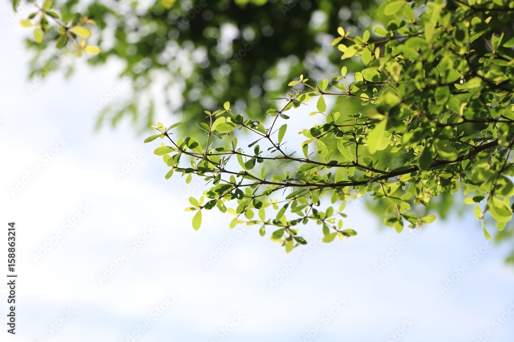 Green leaves on sky background Green leaves on sky background