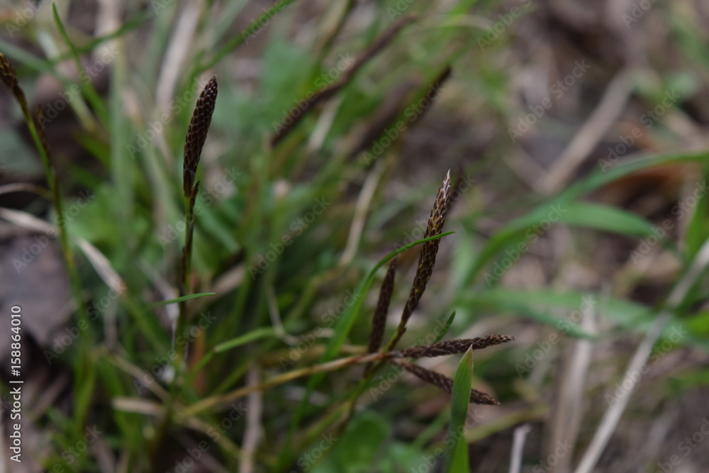 Sedge with brown buds and green leaves on Siberian swamp background in spring Sedge with brown buds and green leaves on Siberian swamp background in spring