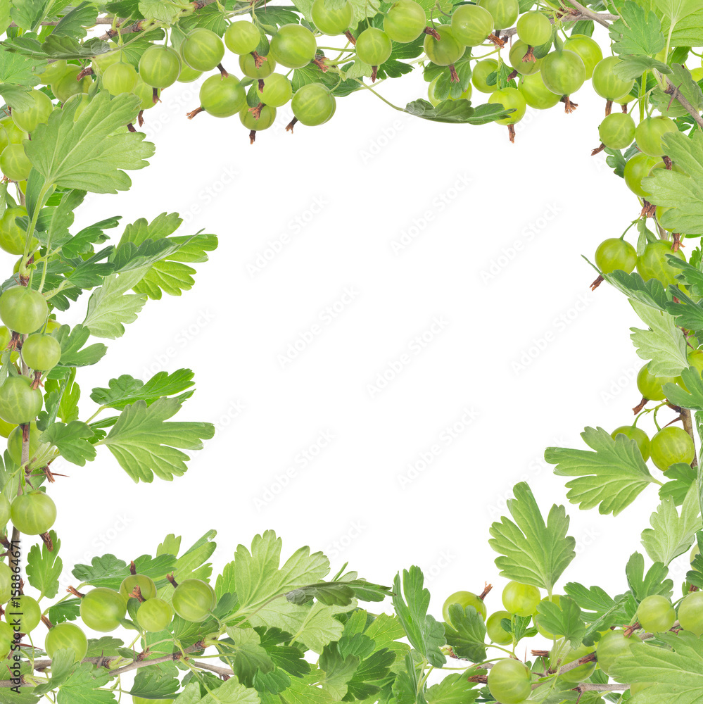 green frame from gooseberry branches green frame from gooseberry branches