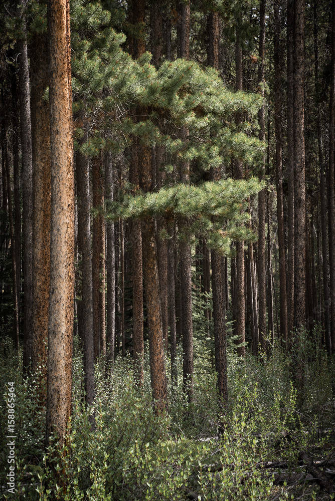 Fototapeta premium woods