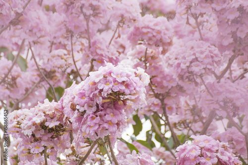 Fototapeta Naklejka Na Ścianę i Meble -  pink flower blossom in the garden