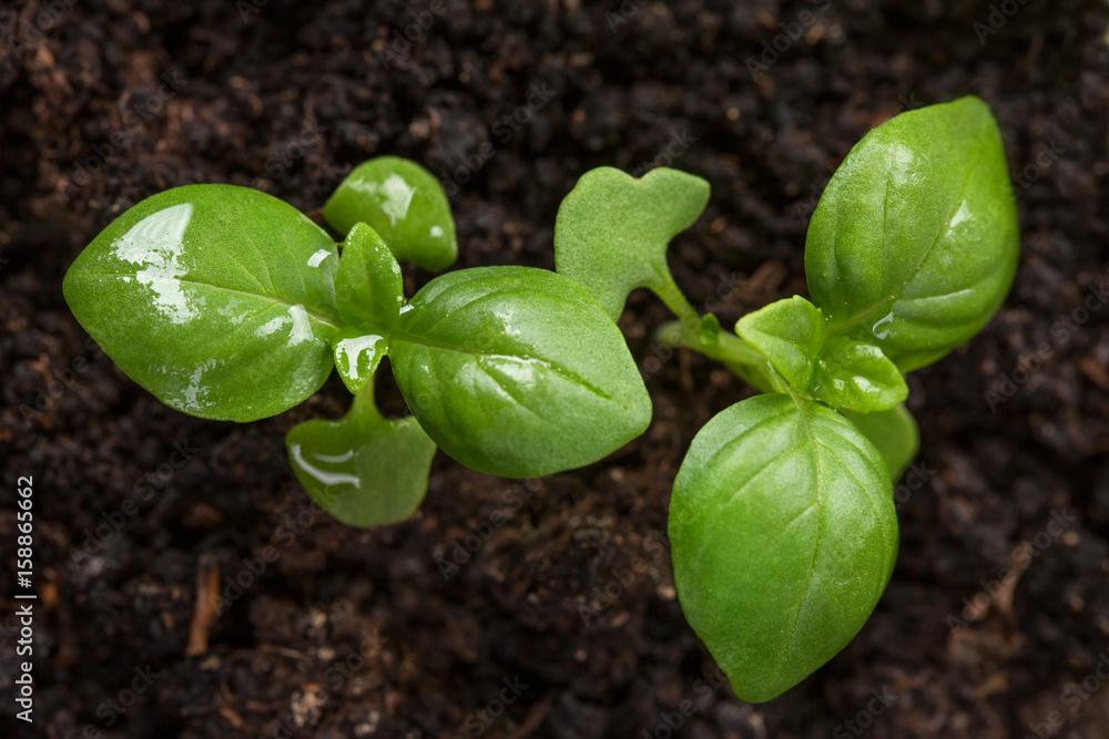 Fresh basil plant. Fresh basil plant.