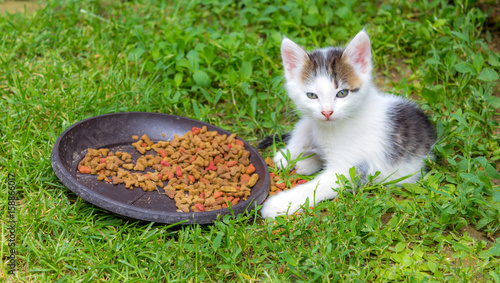 little kitten eats photo