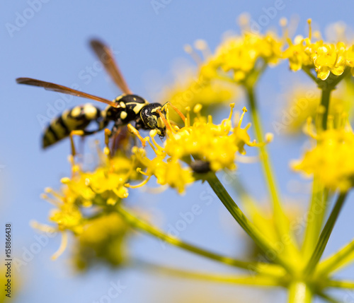 Wasp on yellow flower in nature © schankz