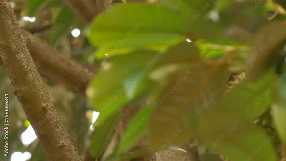 Durian on the tree is a famous and delicious Thai fruit. Durian on the tree is a famous and delicious Thai fruit.