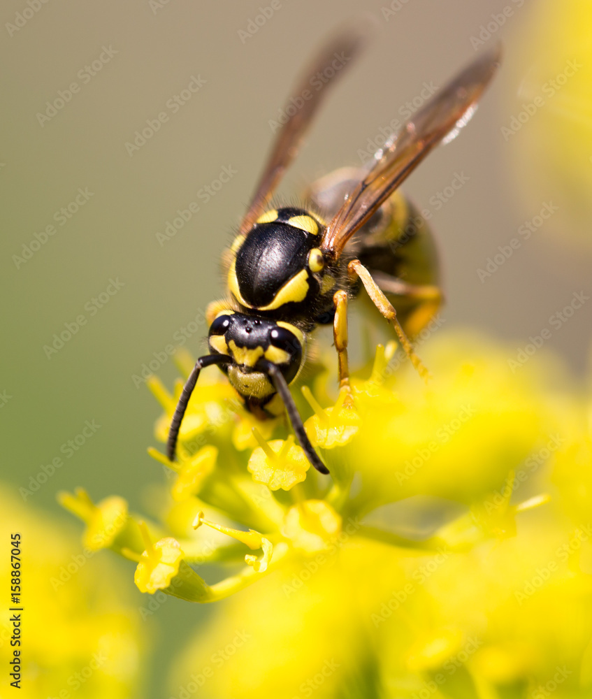 Wasp on yellow flower in nature Wasp on yellow flower in nature